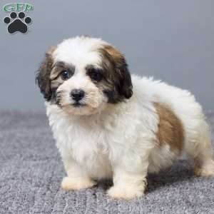 Leo, Teddy Bear Puppy